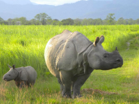 wildlife conservation in Assam